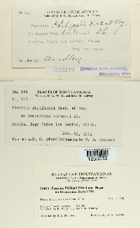 Puccinia philippii image