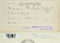 Puccinia philippii image