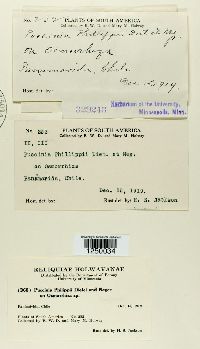 Puccinia philippii image