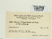 Puccinia philippii image