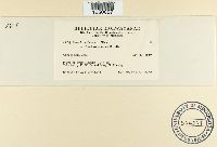 Puccinia poarum image