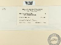 Puccinia poarum image