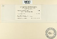 Puccinia poarum image