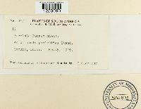 Puccinia poarum image