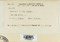 Puccinia poarum image