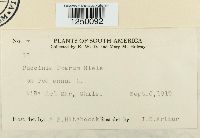 Puccinia poarum image