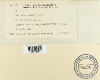 Puccinia poarum image