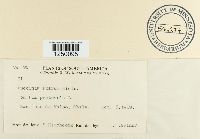 Puccinia poarum image