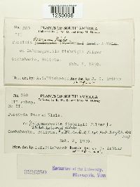 Puccinia poarum image