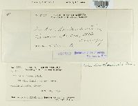 Puccinia poarum image