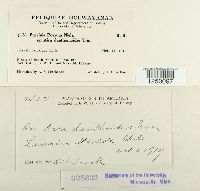 Puccinia poarum image