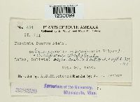 Puccinia poarum image