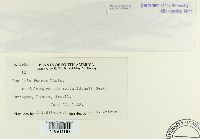 Puccinia poarum image