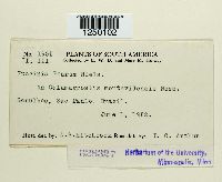 Puccinia poarum image