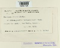 Puccinia poarum image