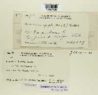 Puccinia poarum image