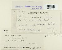 Puccinia poarum image