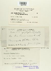 Puccinia poarum image