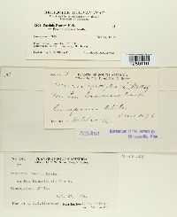 Puccinia poarum image