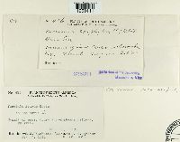 Puccinia poarum image