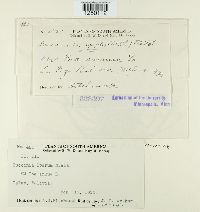 Puccinia poarum image