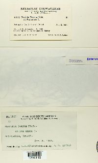 Puccinia poarum image