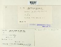 Puccinia poarum image