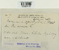 Puccinia poarum image