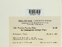 Puccinia poarum image