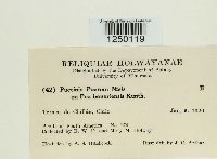 Puccinia poarum image