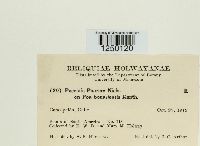 Puccinia poarum image