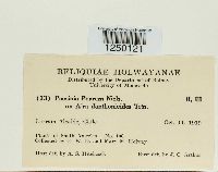 Puccinia poarum image