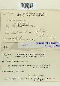 Puccinia poarum image