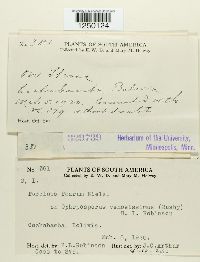 Puccinia poarum image