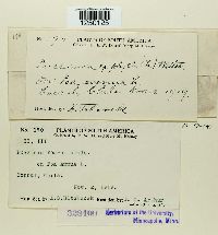 Puccinia poarum image