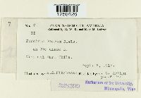 Puccinia poarum image