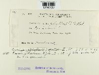 Puccinia poarum image