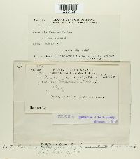 Puccinia poarum image