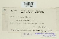 Puccinia poarum image