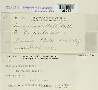 Puccinia poarum image