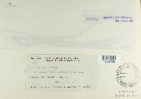 Puccinia poarum image