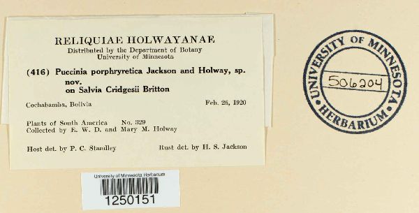 Puccinia porphryretica image