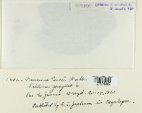 Puccinia psidii image