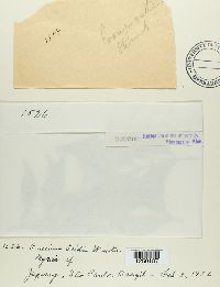 Puccinia psidii image