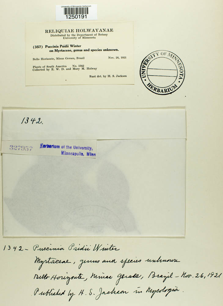 Puccinia psidii image