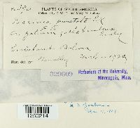 Puccinia punctata image