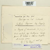 Puccinia psidii image