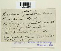 Puccinia psidii image