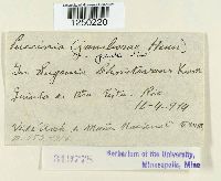 Puccinia psidii image