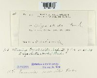 Puccinia recondita image